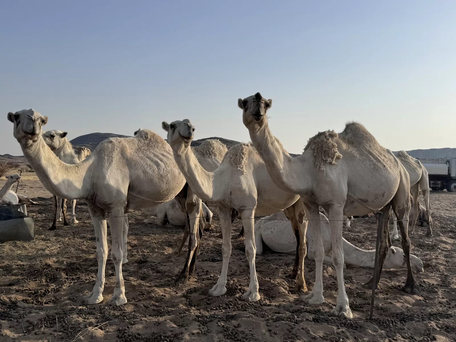 Photo 13 08 2024 06 52 24