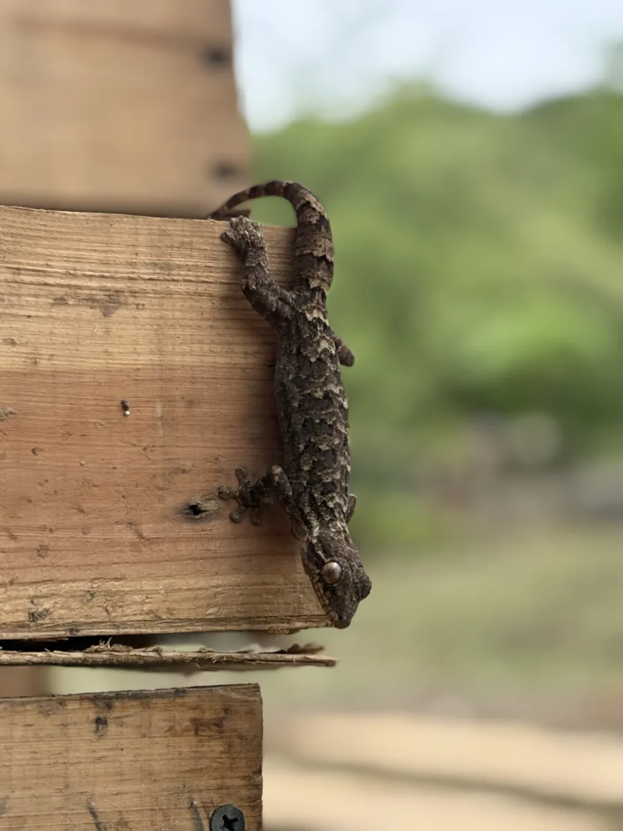 Lizard on box 2