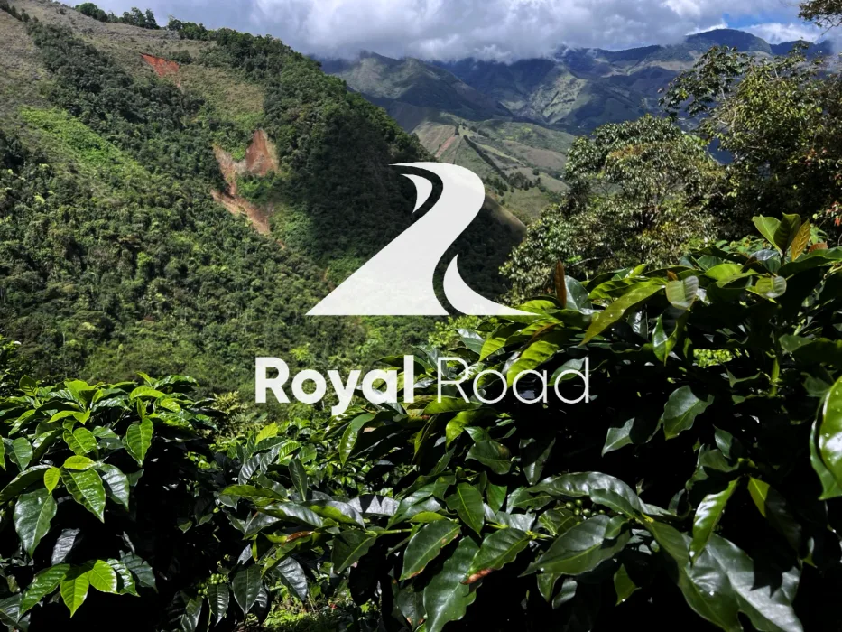 RR Logo and Jungle